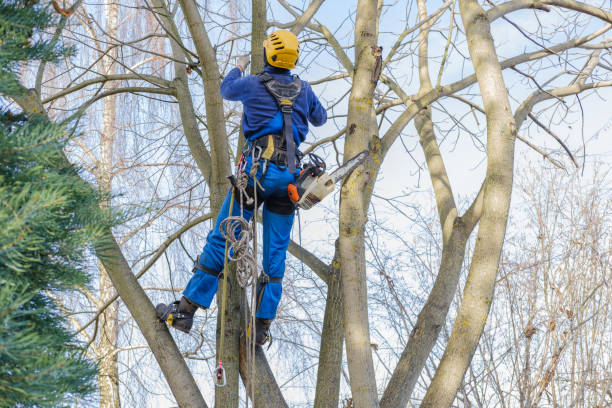 How Our Tree Care Process Works  in  Harristown, IL